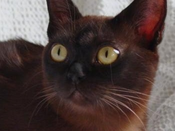 Close Up head shot - black Burmese cat with large round yellow eyes laying on a blanket on a couch and looking to the left