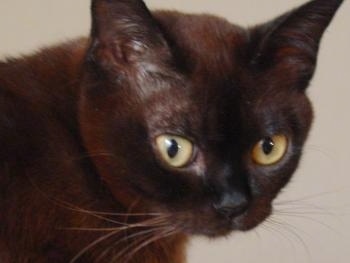 Close Up head shot - black Burmese Cat looking down