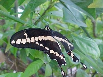 Black Swallowtail Butterfly perched on a plant