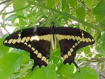 Full View of Black Swallowtail Butterfly wings