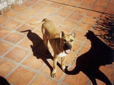A tan with white Cimarron Uruguayo is standing across a brick surface looking up. Its mouth is open and tongue is out. There is a shadow of a second dog in front of it.