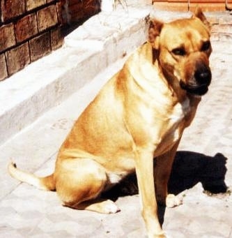 Side view - A tan with white Cimarron Uruguayo dog is sitting on a roof and it is looking down and to the right.