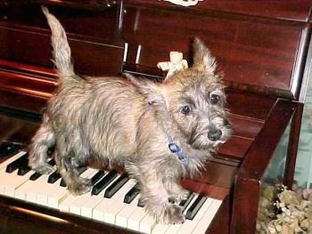 Munchkin the Cairn Terrier is standing on a piano keys and looking toward the camera holder