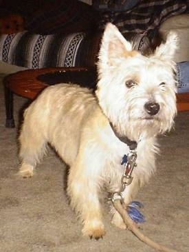 Benji the Cairn Terrier is standing in front of a mini trampoline with a persons leg on it inside of a living room