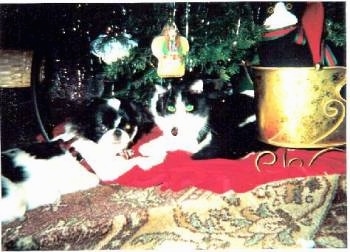 Ruby the black and white cat is laying down next to Godzilla the black and white Japanese Chin under a Christmas tree on a rug