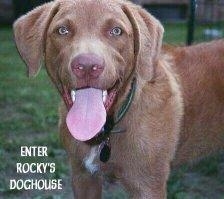 Close Up - Rocky the Chesapeake Bay Retriever puppy standing outside with his mouth open and tongue out