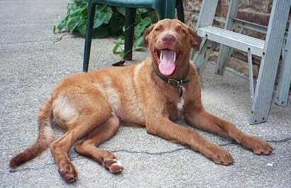 Rocky the Chesapeake Bay Retriever is laying outside in front of a ladder with its mouth open and tongue out looking hot