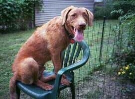 Rocky the Chesapeake Bay Retriever puppy is outside and sitting on a green plastic chair in front of a garden