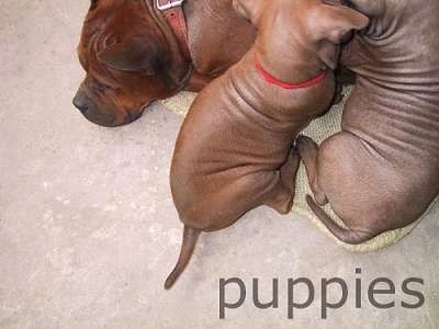 A litter of Chinese Chongqing puppies are laying on top of a dog
