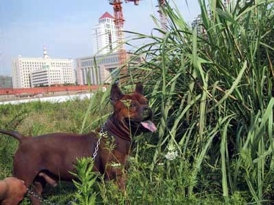 A Chinese Chongqing is standing in front of really tall grass with its mouth open and tongue out. There are large high rise buildings in the background