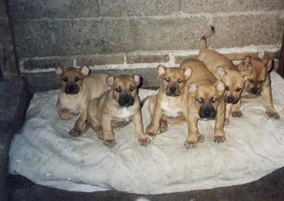 A litter of 6 tan Cimarron Uruguayo puppies are sitting and laying on a blanket in thecorner of a basement that has brick and cinder block walls.