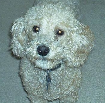 Close Up - Lucky the curly-coated white Cockapoo is standing on a carpeted floor