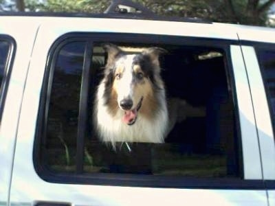 Queeny the Rough Collie is looking out the window of the backseat of a white car. Her mouth is open and her tongue is out