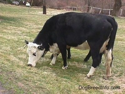 Left Profile Close up - A black withwhite cow is eating grass. There is a second cow behind it.