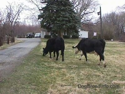Two Cows are walking across a lawn and eating grass.