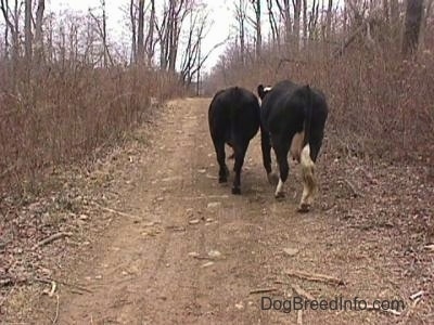 Two cows arewalking up a dirt path.