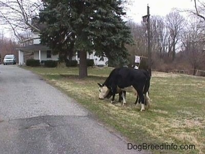 Two black with white Cows are standing close to each other eating grass. There is a driveway next to them and a white farm house in the background.