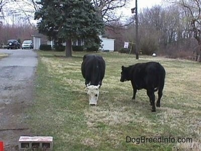 A black with white cow is eating grass and next to it is a black cow walking up a lawn. Next to them is a driveway and behind them is a white farm house house with cars parked next to it.