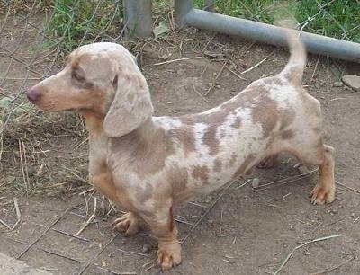 A brown and tan spotted Dachshund is standing in dirt around a chain link fence