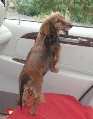 Bosley the brown with black Longhaired Dachshund is jumped up at and standing in the backseat of a vehicle against the door