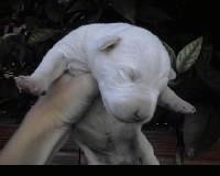 Close Up - A white Dogue Brasileiro puppy is being held in the air by a person