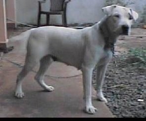 A white Dogue Brasileiro is standing in a backyard on the back porch area. He is looking forward