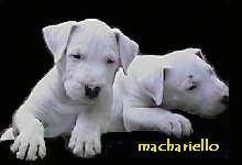 Two Dogue Brasileiro puppies are laying next to each other. The background is cutout and replaced with a black layer. The Words - Machariello - is overlayed in the bottom right