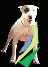 A Dogue Brasileiro is standing, the background is cutout and replaced with a black layer. There is a Blue, Yellow and Green Logo overlayed on this image