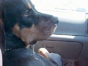 Close Up - Maggie the Rottweiler has a long clear line of drool all over herself in a vehicle