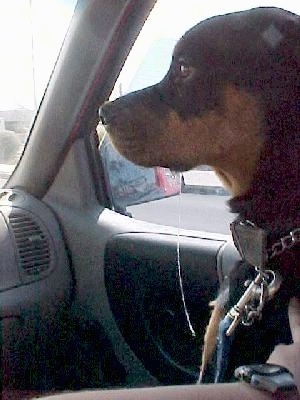 Maggie the Rottweiler is sitting in the passenger side of a vehicle. There is about an 18 inch line of clear drool falling out of Maggie's mouth. A person is touching maggie