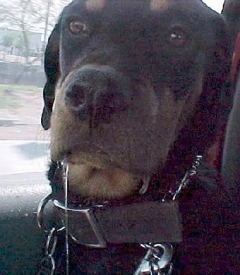 Close Up - Maggie the Rottweiler is in the passenger side of a vehicle and and there is a half inch of drool on the one side of her mouth and very long line of drool that goes out of the picture frame on the other side.