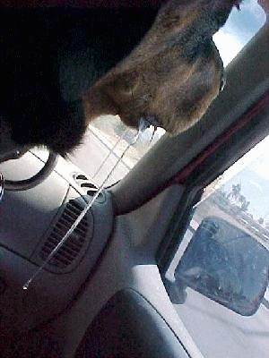 Close Up - Maggie the Rottweiler is looking out of the passenger side window and drooling heavily on both sides of her mouth. The drool is about 18 inches long on the longest side.