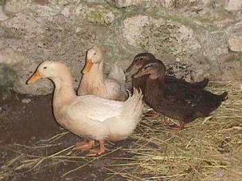 Two white ducks and two brown ducks are standing in hay inside of an old stone springhouse wall looking to the left.