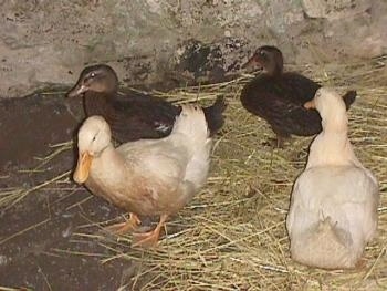 Two white ducks and two brown ducks are standing on hay inside of an old stone springhouse.