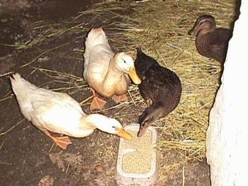 A white and a brown duck are eating out of a feed bowl. Another white duck is standing close to the feed bowl and behind them is a brown duck looking to the left.