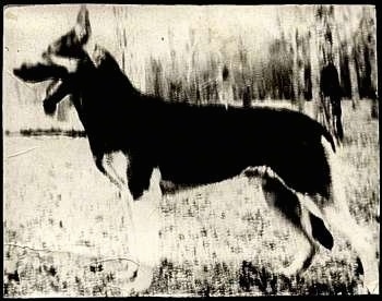 Left profile - A Vintage photo of Lassen Kys the East-European Shepherd