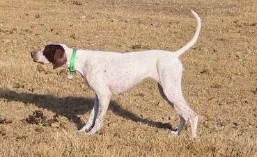 Side view - A white with brown Pointer is pointing to the left. It is standing in a field filled with brown grass. Its tail is up in the air.