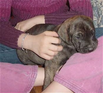 A brown brindle Fila Brasileiro puppy is in the lap of a person wearing a purple and pink sweater and pink pants.