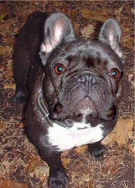 A black with white French Bulldog is wearing a brown leather collar standing outside on leaves and looking up