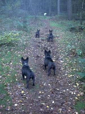 Four black French Bulldogs are walking down a dirt path outside