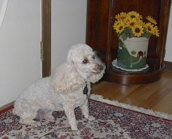 Side view - A white Miniature Poodle is sitting on a throw rug in front of a door. There is a wooden corner cabinet with a tin that has yellow and black flowers inside of it next to the dog.
