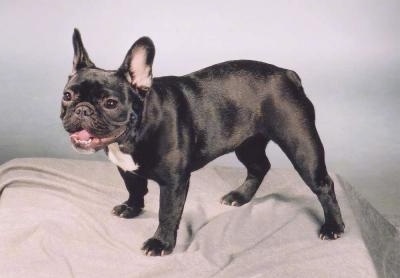 Front-side profile - A black with white French Bulldog is standing on a stand with a grey blanket over it. Its mouth is open and tongue is a bit out. It looks like it is smiling