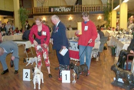 At a dog show, two ladies are holding the leashes of two French Bulldogs. There is a man in a blue shirt in between them. There is a man in a grey suit bending over and he is holding a leash. A brown with white and black French Bulldog is standing next to a sign with a big number 2 on it. A black with white French Bulldog is standing behind a bag of Purina dog food, a gold trophy and a big sign that has a large number 1 on it