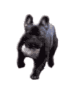 An Animated gif of a black with white French Bulldog running