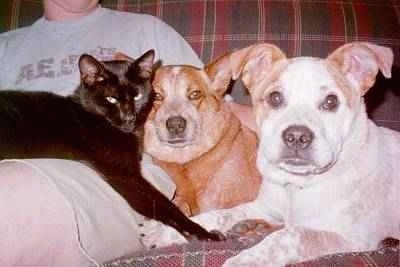 Close Up - A black cat is laying on top of a person, that is next to a red Australian Cattle Dog and a white with brown American Pit Bull on a red and green plaid couch
