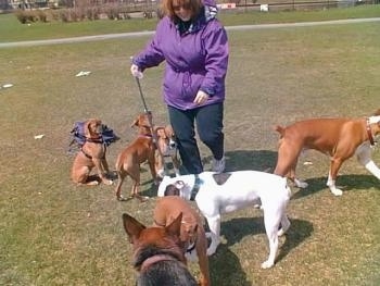 Three brown Boxer puppies are standing next to a lady in a purple coat out in a field of grass. In front of her is a white with brown Valley Bulldog. There is a brrown with white puppy walking away to the right. There is a Shepherd mix standing in front of a brown with white Boxer puppy