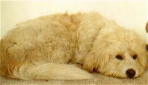 Close Up - A longhaired tan and cream colored German Sheeppoodle is laying down