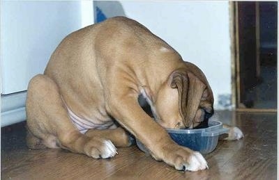 A brown with white Boxer puppy is sitting on a hardwood floor in front of a white cabinet drooped over a plastic bowl eating out of it