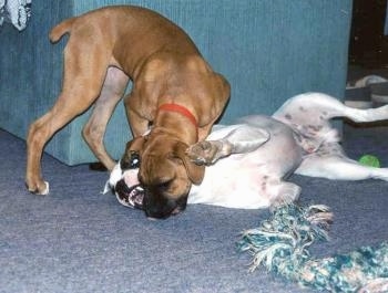 A brown Boxer puppy is playing with a white with brown Valley Bulldog laying in front of a blue chair. There is a rope toy in front of both of them