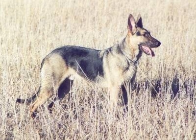 A black and tan German Shepherd is standing in a feild of tall brown grass